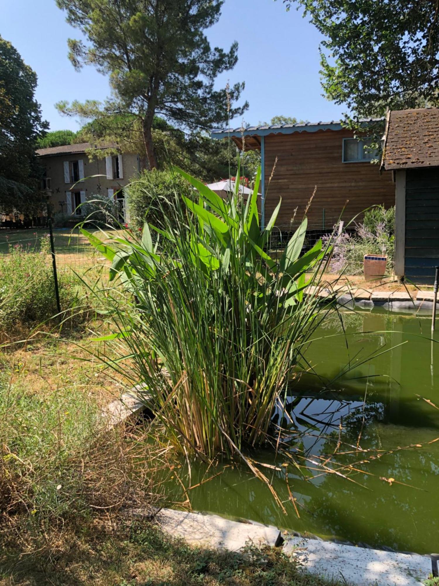 Bed and Breakfast La Bastide De Negra Montesquieu-Lauragais Zewnętrze zdjęcie